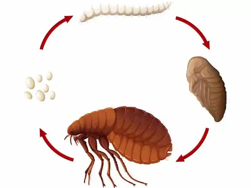 Entwicklungsstadien der Flöhe
