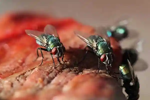 Fliegen auf Steak