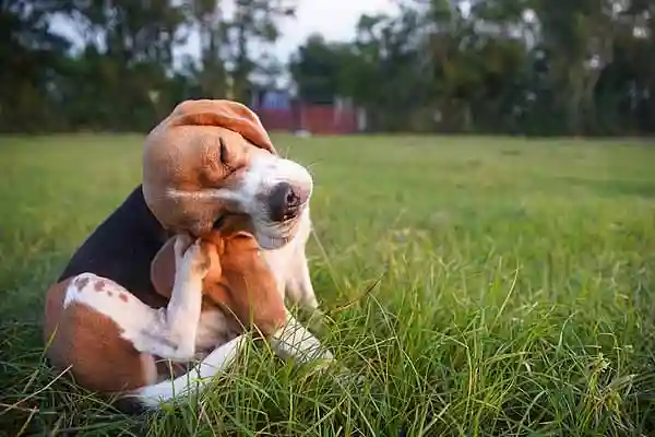 Flohbefall bei Hunde