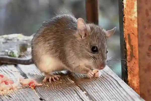 Hausmaus auf dem Tisch