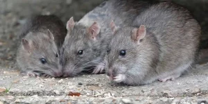 Pirminius Schädlinge Ratten