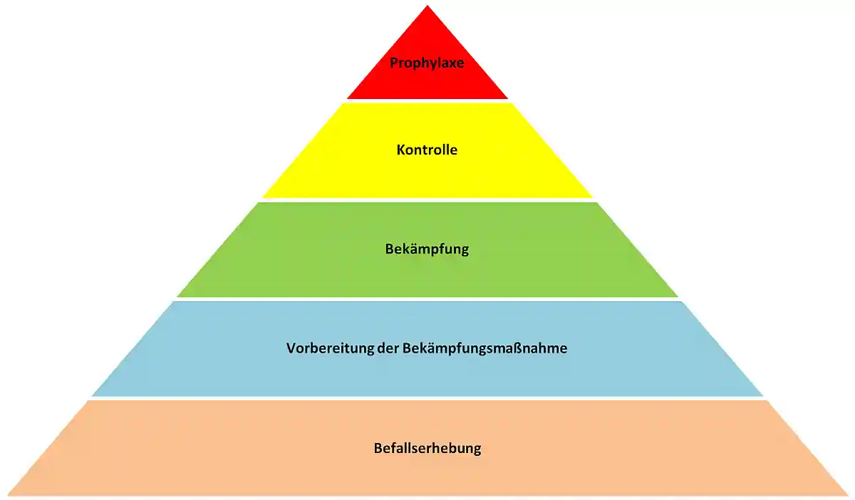 Die IPM Pyramyde