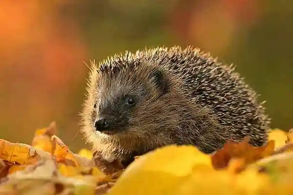 Flöhe auf Igel