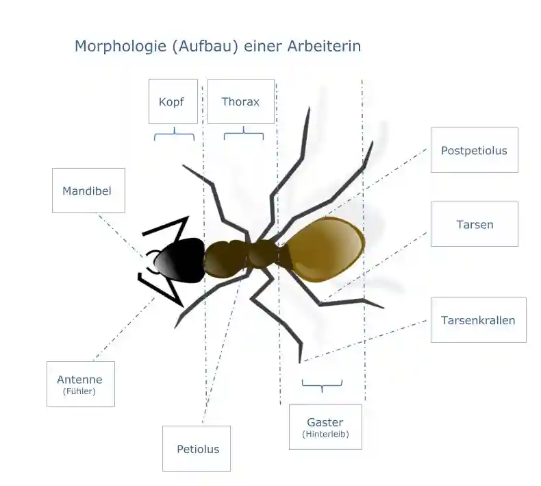 Morphologie einer Ameisen Arbeiterin