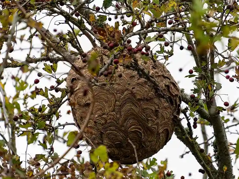 Pirminius Nest asiatische Hornisse