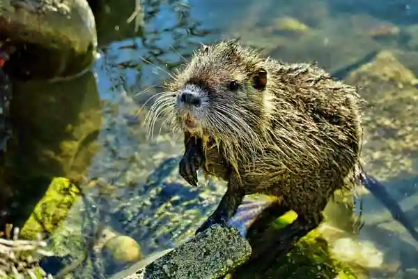 Nutria