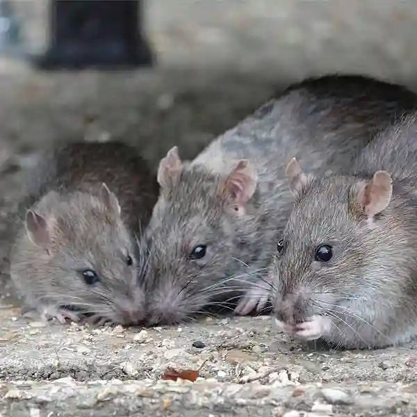 Ratten Nahaufnahme