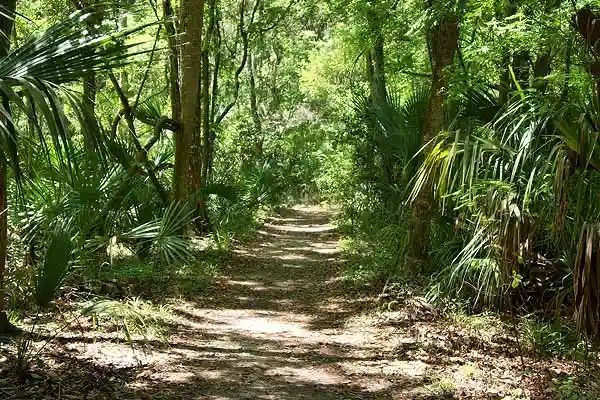 Ratten im Wald