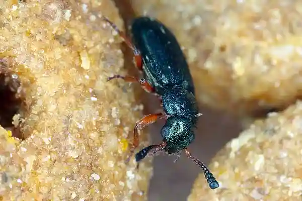 Rotbeiniger Schinkenkäfer