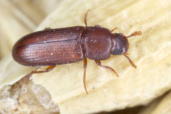 Rotbrauner Reismehlkäfer