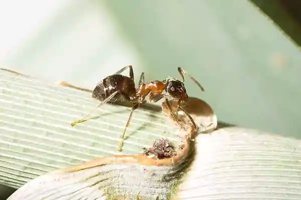 Rotrückige Hausameise