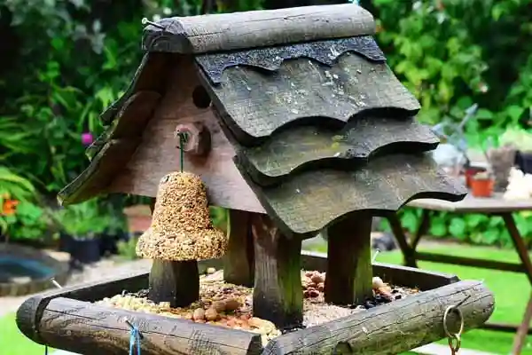 Ratten lieben Vogelhäuse