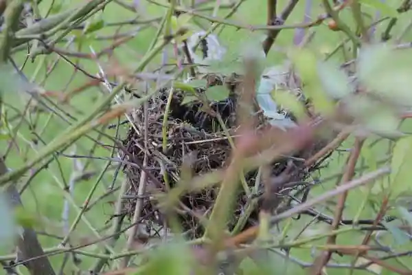 Vogelnester als Nahrungsmittel für Motten