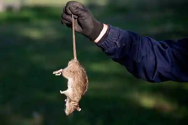 Schädlingsbekämpfer mit Wanderratte