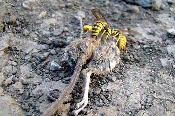 Wespen auf einen tote Ratte