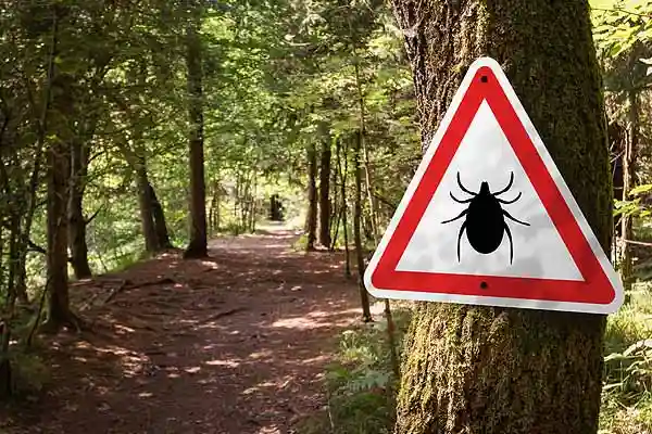 Zeckenwarnung im Wald